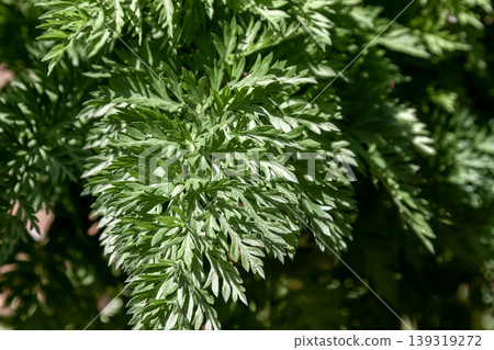 The leaves of the carrot, whose succulent roots are edible [Apiaceae family] 139319272