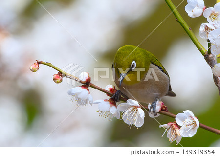 Meiro stopping at the plum branch Meiro stopping at the plum branch 139319354