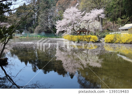 池塘邊，櫻花盛開。 139319483