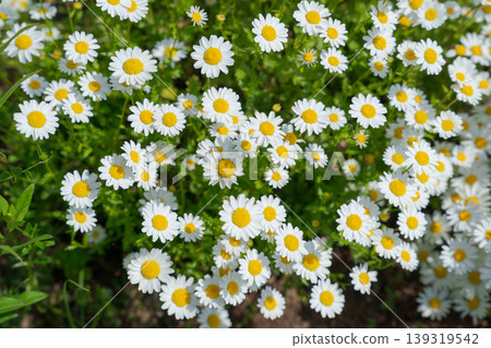 White Margaret White Margaret 139319542