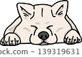 秋田犬，顏色：白色，狗的插圖 139319631