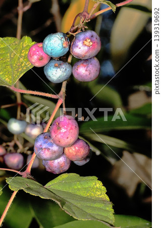 Fruit of nobudo Fruit of nobudo 139319692