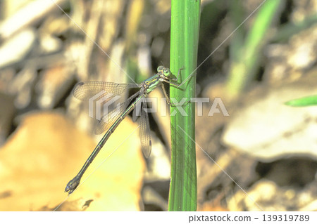 Freshwater fish (female) 139319789