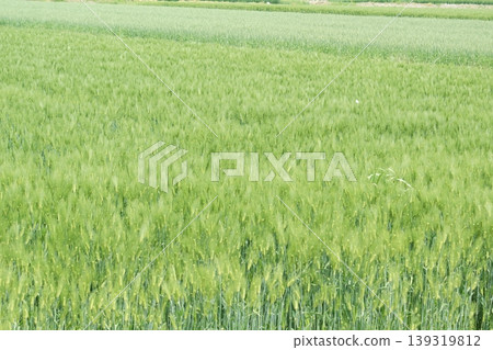 A landscape with blue wheat 139319812