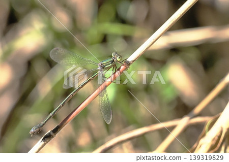 Freshwater fish (female) Freshwater fish (female) 139319829