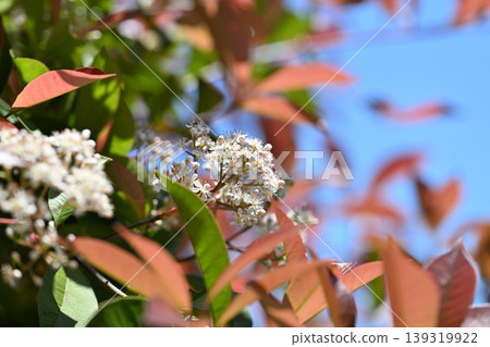 Flowers of the Red Robin (Rosaceae family) Flowers of the Red Robin (Rosaceae family) 139319922