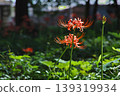 Red spider lilies blooming in the shade against a green background 139319934