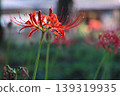 A close-up of a beautiful red spider lily against a stunning background. 139319935