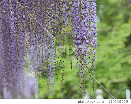美麗的紫藤花 139319959