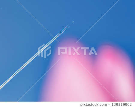 Pink lotus flowers and contrails floating in the blue sky Pink lotus flowers and contrails floating in the blue sky 139319962