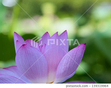 Landscape with lotus flowers and buds Landscape with lotus flowers and buds 139319964