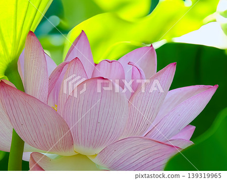 The lotus flower, the pure flower, blooms The lotus flower, the pure flower, blooms 139319965