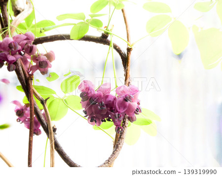 The exquisite color and shape of the flowers of the Akebia trifoliata that had grown in the garden before I even noticed. 139319990