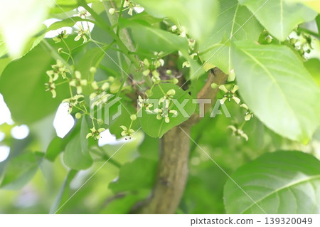 小紡錘樹花 139320049