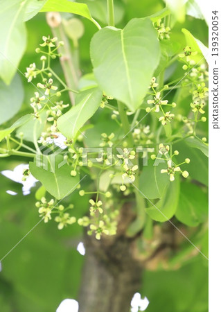 Small spindle tree flowers Small spindle tree flowers 139320054