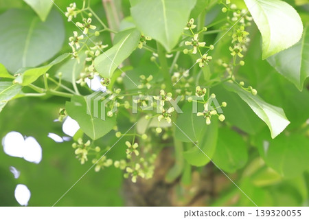 小紡錘樹花 小紡錘樹花 139320055