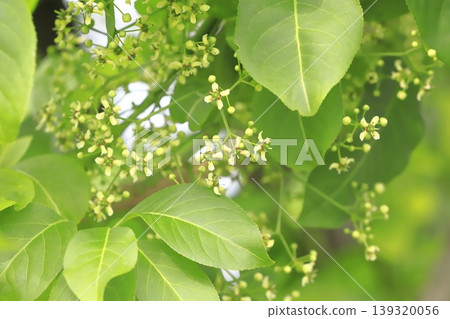 Small spindle tree flowers Small spindle tree flowers 139320056