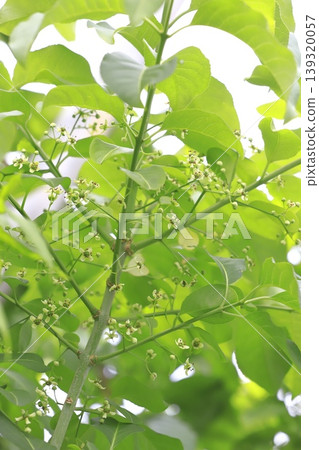 小紡錘樹花 139320057