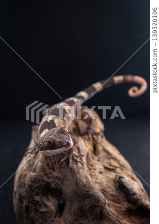 New Guinea Giant Slender-fingered Gecko New Guinea Giant Slender-fingered Gecko 139320106