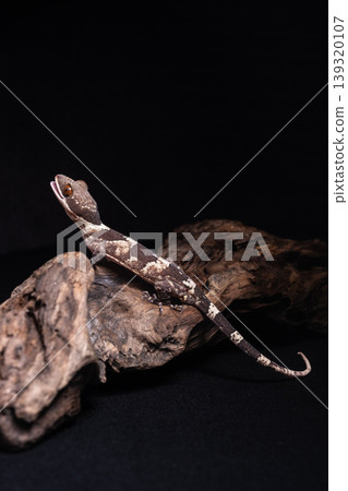 New Guinea Giant Slender-fingered Gecko New Guinea Giant Slender-fingered Gecko 139320107