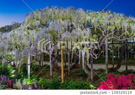 (Tochigi Prefecture) Ashikaga Flower Park - White Wisteria Trellis - Illuminated (Tochigi Prefecture) Ashikaga Flower Park - White Wisteria Trellis - Illuminated 139320119