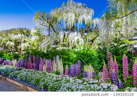 (Tochigi Prefecture) Ashikaga Flower Park - White Wisteria Trellis - Illuminated 139320120