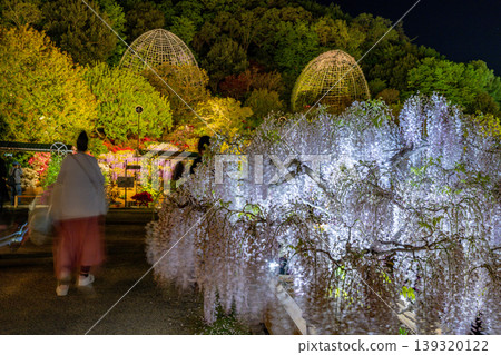 (Tochigi Prefecture) Ashikaga Flower Park - White Wisteria Trellis - Illuminated 139320122