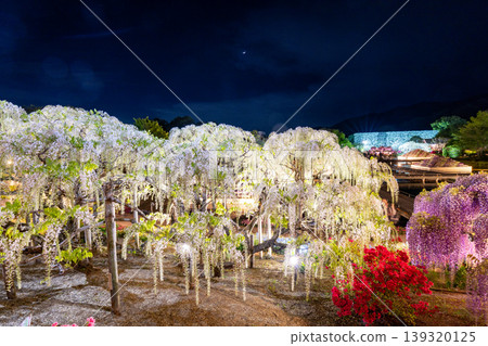 (Tochigi Prefecture) Ashikaga Flower Park - White Wisteria Trellis - Illuminated (Tochigi Prefecture) Ashikaga Flower Park - White Wisteria Trellis - Illuminated 139320125