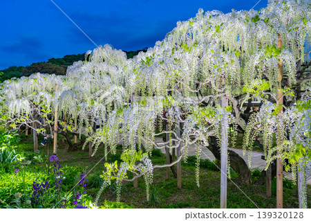(Tochigi Prefecture) Ashikaga Flower Park - White Wisteria Trellis - Illuminated (Tochigi Prefecture) Ashikaga Flower Park - White Wisteria Trellis - Illuminated 139320128