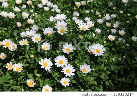 一片盛開的菊花田 一片盛開的菊花田 139320214