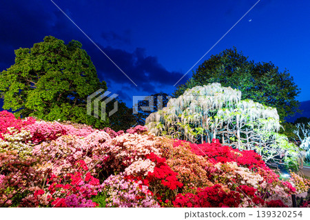 (栃木郡)足利花卉公園:夜晚燈光璀璨,杜鵑花和紫藤花競相綻放,構成一幅絢麗多彩的景象。 (栃木郡)足利花卉公園:夜晚燈光璀璨,杜鵑花和紫藤花競相綻放,構成一幅絢麗多彩的景象。 139320254