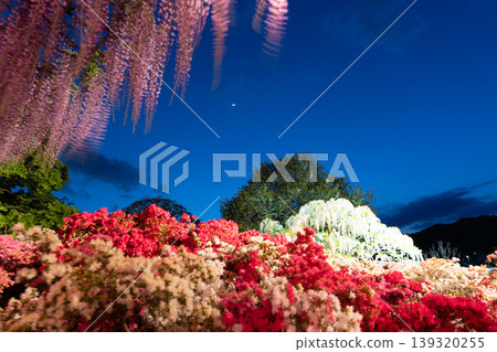 （栃木郡）足利花卉公園：夜晚燈光璀璨，杜鵑花和紫藤花競相綻放，構成一幅絢麗多彩的景象。 139320255