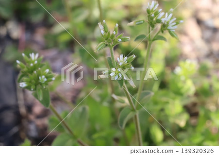 春天，路邊盛開著荷蘭繁縷的小白花。 139320326
