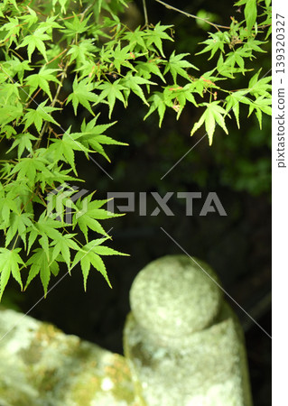 楓樹和石欄桿 楓樹和石欄桿 139320327