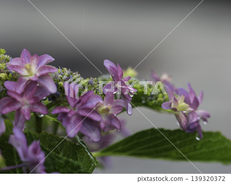 A refreshing flower I encountered in the forest of Hakodate 139320372