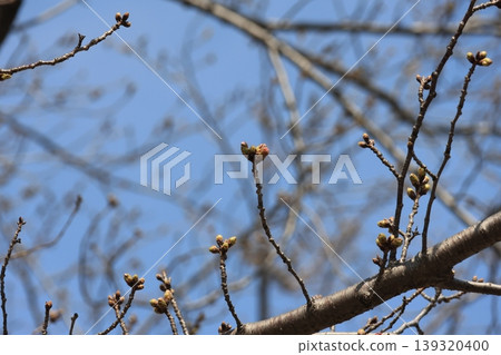 The cherry tree is slowly swelling its buds. 139320400