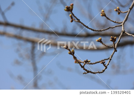 櫻桃樹的花苞正慢慢膨脹。 櫻桃樹的花苞正慢慢膨脹。 139320401