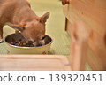 Dog eating 139320451