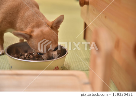 Dog eating 139320451
