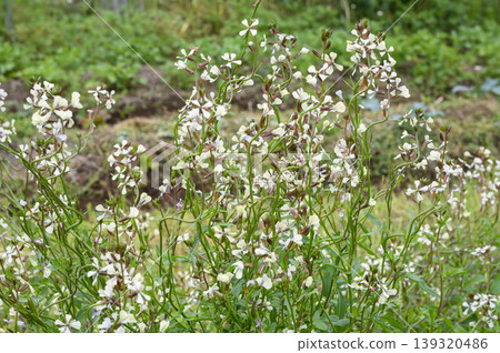 A field of arugula flowers in spring. 139320486