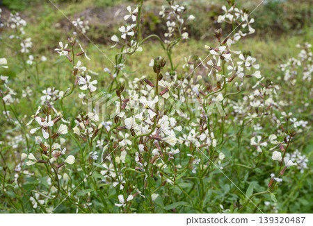 A field of arugula flowers in spring. 139320487