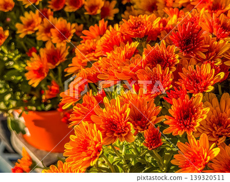 The setting sun and the vibrant chrysanthemum flowers The setting sun and the vibrant chrysanthemum flowers 139320511