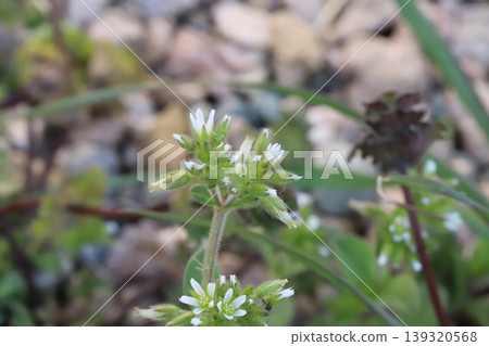 春天，路邊盛開著荷蘭繁縷的小白花。 139320568