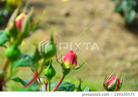 Rose blossoms that have begun to open from buds. Rose blossoms that have begun to open from buds. 139320575