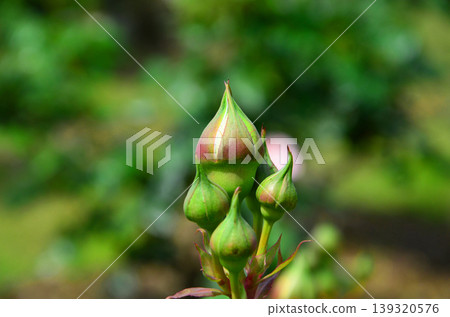玫瑰花蕾 玫瑰花蕾 139320576