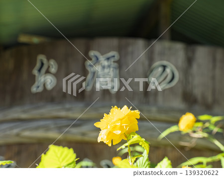 在松尾大社神社獻給酒神的重瓣揖蒲,呈現出金色的色澤。 在松尾大社神社獻給酒神的重瓣揖蒲,呈現出金色的色澤。 139320622