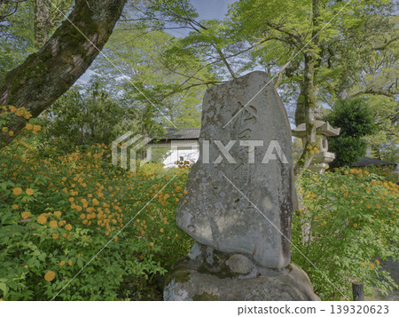 Golden waves of flowers blooming in the ancient shrine: Yamabuki roses and stone monuments at Matsuo Taisha Shrine. Golden waves of flowers blooming in the ancient shrine: Yamabuki roses and stone monuments at Matsuo Taisha Shrine. 139320623