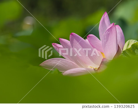 風景與蓮花和花蕾 139320625