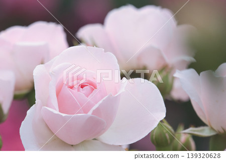 春天盛開的粉紅玫瑰 139320628