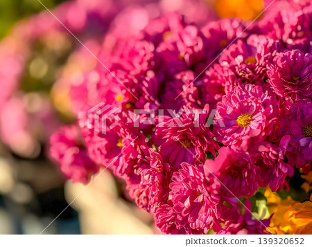 The setting sun and the vibrant chrysanthemum flowers 139320652